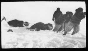 Image of Inuit men dragging musk-oxen